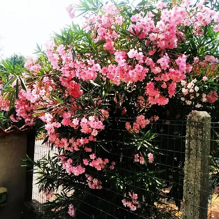 Il Tempo Dei Sogni San Benedetto Po